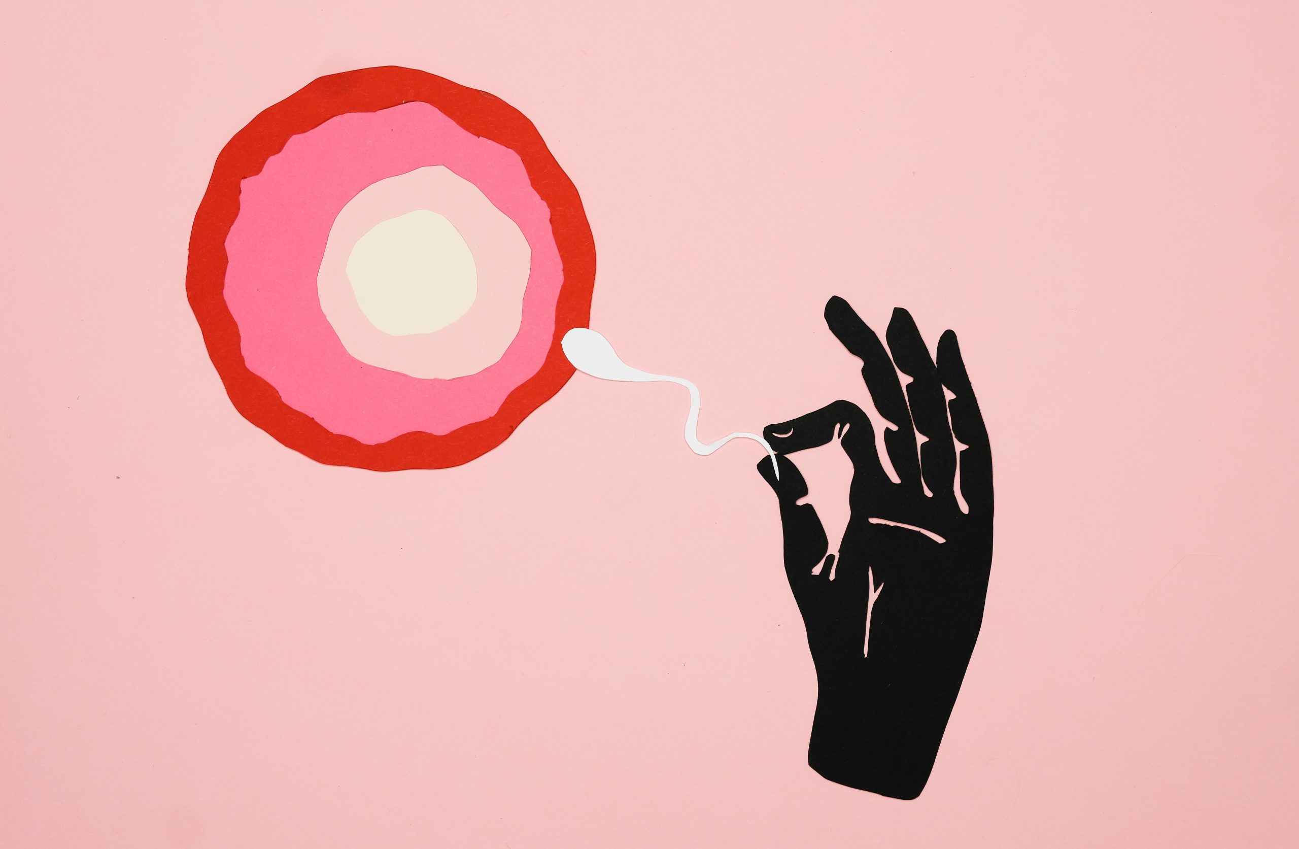 Illustration fécondation ovule et spermatozoïde