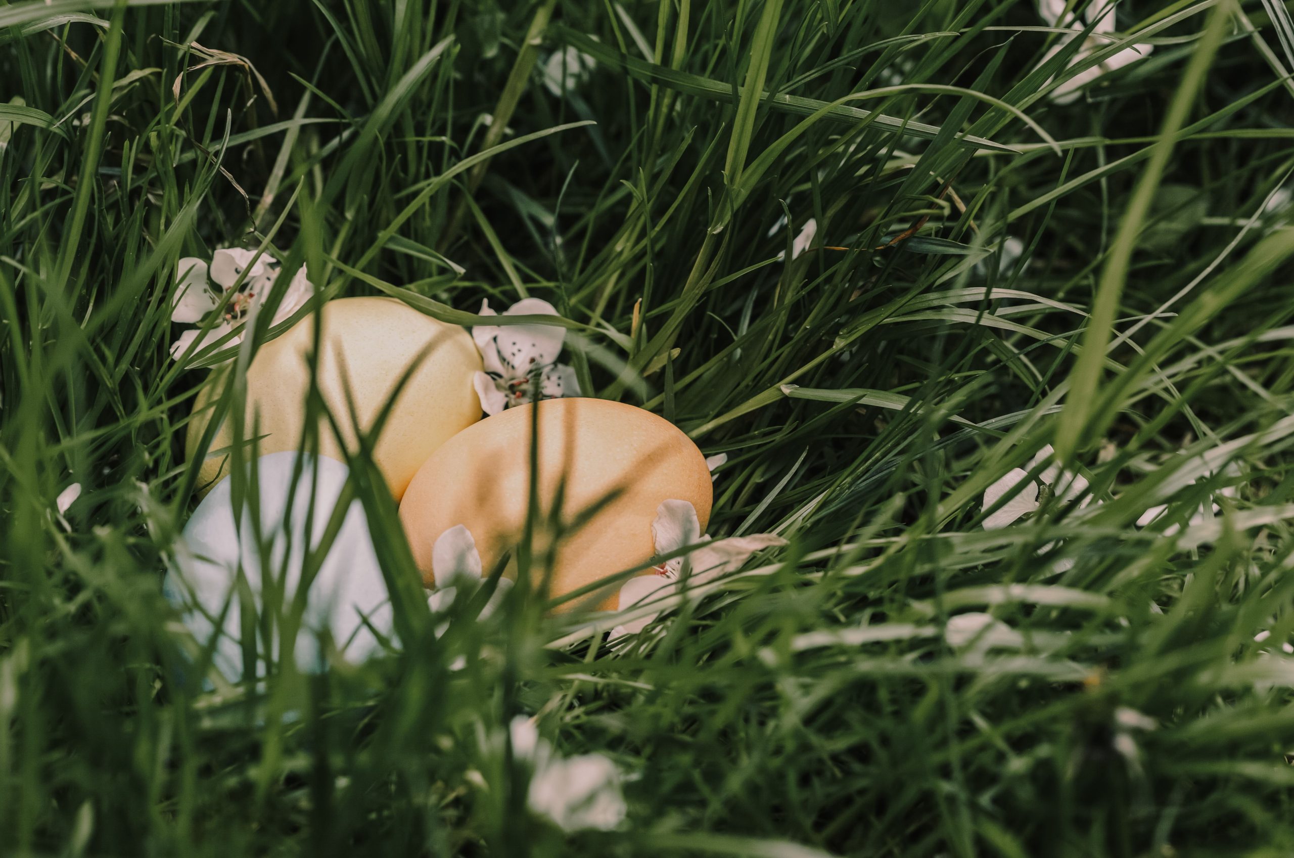 Œufs de Pâques et fleurs printanières en prairie